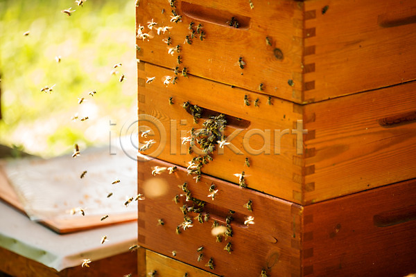 사람없음 JPG 포토 꿀 꿀벌 농업 벌(곤충) 벌꿀 벌집 야외 양봉 양봉업 체코