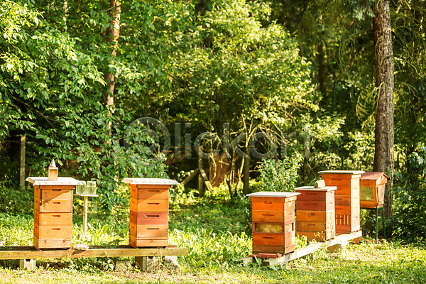 사람없음 JPG 포토 꿀 꿀벌 농업 벌꿀 벌집 숲 야외 양봉 양봉업 체코