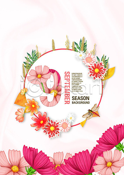 사람없음 PSD 편집이미지 9월 가을(계절) 꽃 꽃프레임 백그라운드 분홍색 숫자 잎 잠자리 코스모스(꽃) 타이포그라피 프레임 한마리