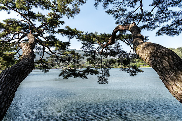 사람없음 JPG 포토 관광지 명승지 소나무 야외 여름(계절) 여행 의림지 저수지 제천 주간 풍경(경치) 하늘 한국전통 호수