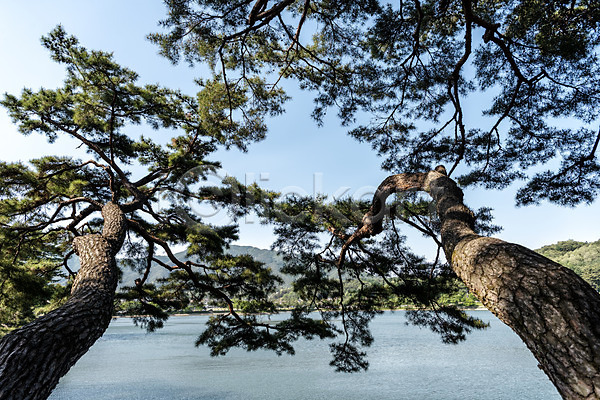 사람없음 JPG 포토 관광지 명승지 소나무 야외 여름(계절) 여행 의림지 저수지 제천 주간 풍경(경치) 하늘 한국전통 호수