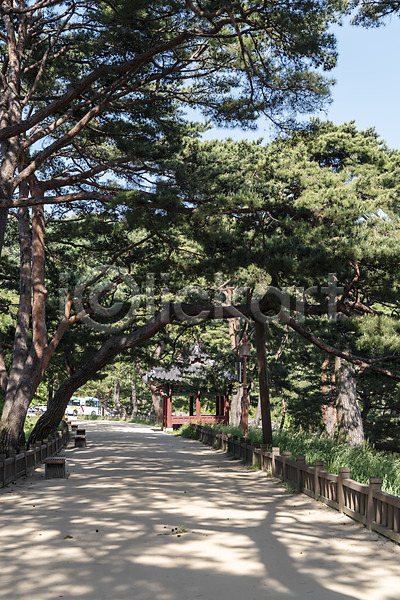 사람없음 JPG 포토 관광지 길 명승지 소나무 야외 여름(계절) 여행 의림지 제천 주간 풍경(경치) 한국전통
