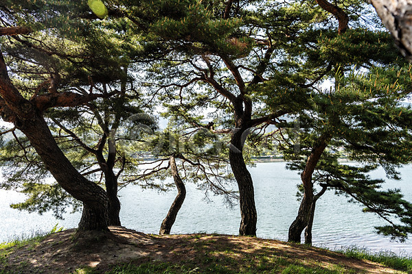 사람없음 JPG 포토 관광지 명승지 소나무 야외 여름(계절) 여행 의림지 저수지 제천 주간 풍경(경치) 한국전통 호수