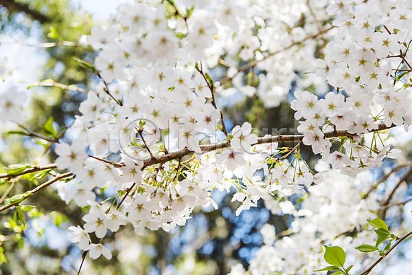 사람없음 JPG 포토 맑음 벚꽃 벚나무 봄 봄풍경 삼성혈 야외 제주도 주간 풍경(경치)