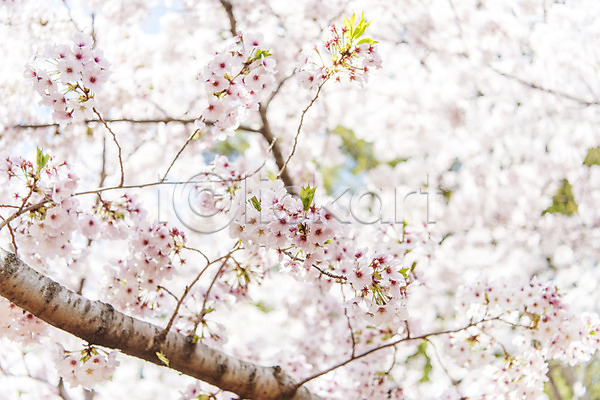 사람없음 JPG 포토 맑음 벚꽃 벚나무 봄 봄풍경 삼성혈 야외 제주도 주간 풍경(경치)