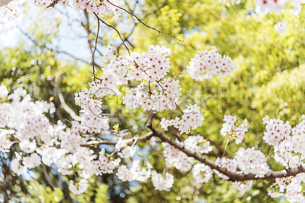 사람없음 JPG 아웃포커스 포토 맑음 벚꽃 벚나무 봄 봄풍경 삼성혈 야외 제주도 주간 풍경(경치)