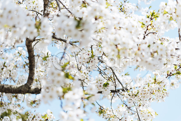 사람없음 JPG 아웃포커스 포토 맑음 벚꽃 벚나무 봄 봄풍경 야외 제주도 주간 풍경(경치) 하늘