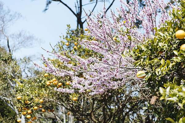 사람없음 JPG 포토 귤 귤나무 꽃 맑음 봄 봄풍경 야외 제주도 제철과일 주간 풍경(경치)