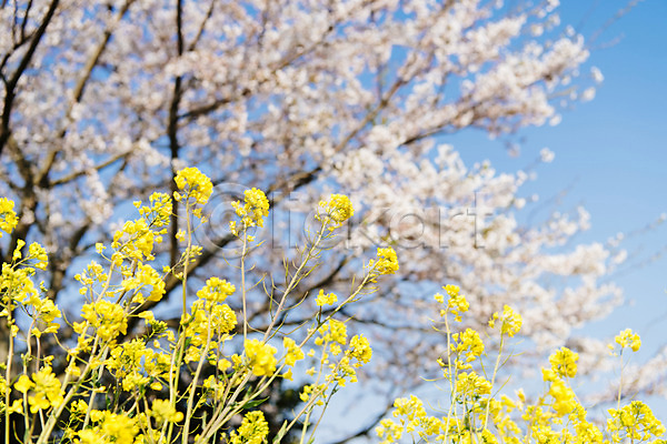 사람없음 JPG 아웃포커스 포토 맑음 벚꽃 벚나무 봄 봄풍경 야외 유채 정석항공장 제주도 주간 풍경(경치)