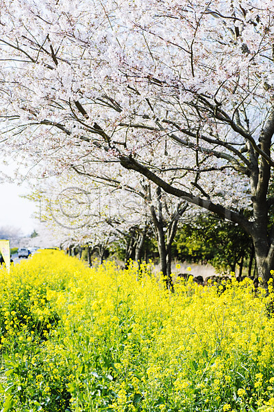 사람없음 JPG 포토 맑음 벚꽃 벚나무 봄 봄풍경 야외 유채 정석항공장 제주도 주간 풍경(경치)