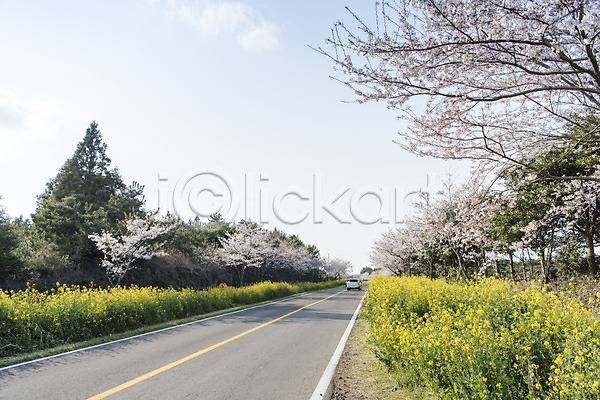 사람없음 JPG 포토 나무 도로 맑음 벚꽃 벚나무 봄 봄풍경 야외 유채 정석항공장 제주도 주간 풍경(경치) 하늘