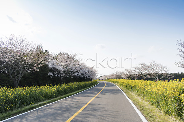 사람없음 JPG 포토 도로 맑음 벚꽃 벚나무 봄 봄풍경 야외 유채 정석항공장 제주도 주간 풍경(경치) 하늘