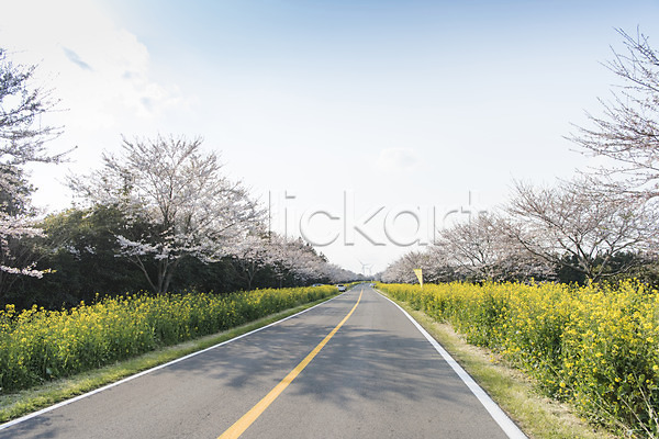 사람없음 JPG 포토 도로 맑음 벚꽃 벚나무 봄 봄풍경 야외 유채 정석항공장 제주도 주간 풍경(경치) 하늘