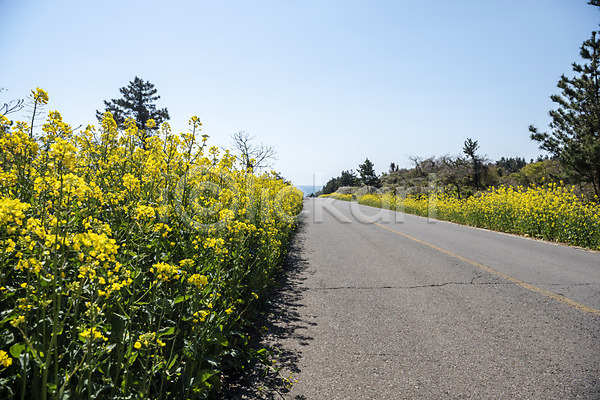 사람없음 JPG 포토 도로 맑음 봄 봄풍경 야외 유채 유채밭 제주도 주간 풍경(경치) 하늘