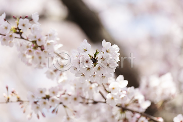 사람없음 JPG 아웃포커스 포토 맑음 벚꽃 벚나무 봄 봄풍경 야외 제주도 주간 풍경(경치)