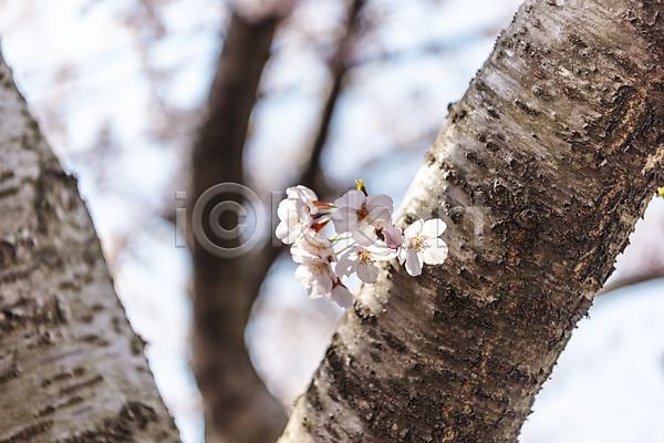 사람없음 JPG 아웃포커스 포토 나무 맑음 벚꽃 벚나무 봄 봄풍경 야외 제주도 주간 풍경(경치)
