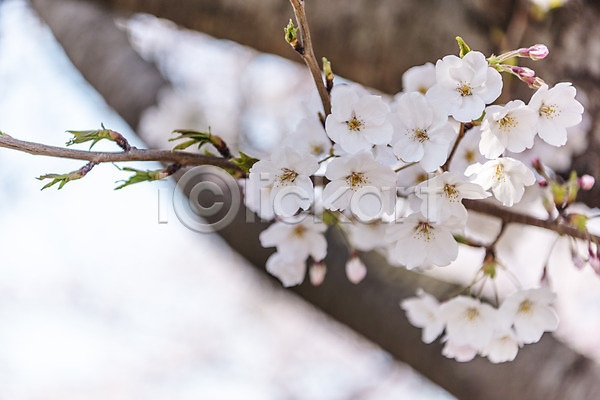 사람없음 JPG 아웃포커스 포토 맑음 벚꽃 벚나무 봄 봄풍경 야외 제주도 주간 풍경(경치)