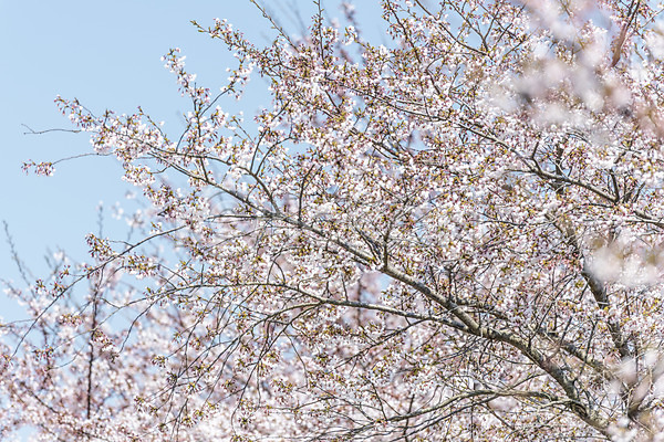사람없음 JPG 아웃포커스 포토 맑음 벚꽃 벚나무 봄 봄풍경 야외 제주도 주간 풍경(경치) 하늘