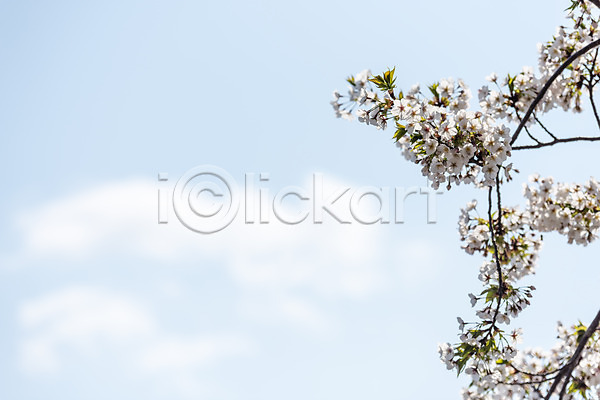 사람없음 JPG 포토 맑음 벚꽃 벚나무 봄 봄풍경 야외 제주도 주간 풍경(경치) 하늘