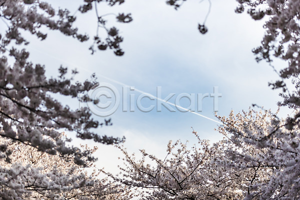 사람없음 JPG 포토 맑음 벚꽃 벚나무 봄 봄풍경 비행운 야외 제주도 주간 풍경(경치) 하늘