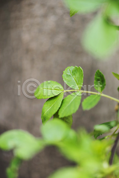 따뜻함 사람없음 JPG 근접촬영 아웃포커스 포토 봄 봄풍경 식물 야외 잎 자연 주간 풍경(경치)