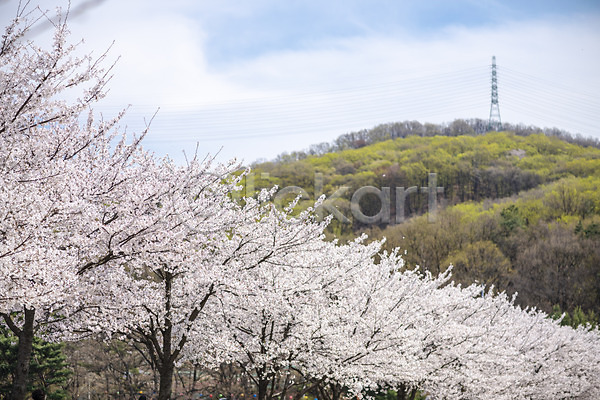 따뜻함 사람없음 JPG 포토 공원 벚꽃 벚나무 봄 봄풍경 야외 자연 주간 풍경(경치) 하늘