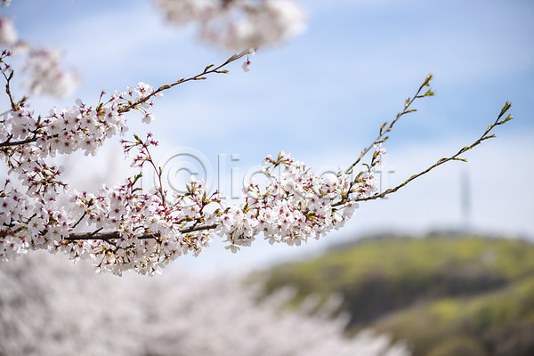 따뜻함 사람없음 JPG 아웃포커스 포토 공원 벚꽃 벚나무 봄 봄풍경 야외 자연 주간 풍경(경치) 하늘