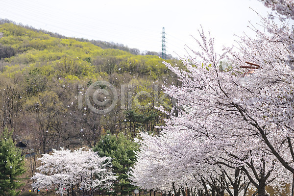 따뜻함 사람없음 JPG 포토 공원 꽃잎 낙화 벚꽃 벚나무 봄 봄풍경 야외 자연 주간 풍경(경치)