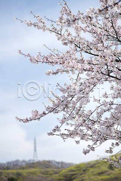 따뜻함 사람없음 JPG 아웃포커스 포토 공원 벚꽃 벚나무 봄 봄풍경 야외 자연 주간 풍경(경치) 하늘