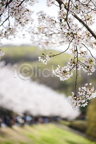 따뜻함 사람없음 JPG 아웃포커스 포토 공원 벚꽃 벚나무 봄 봄풍경 야외 자연 주간 풍경(경치)