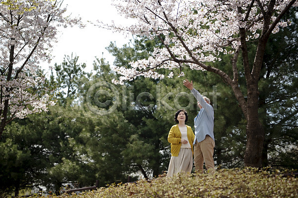 다정 산책 행복 60대 70대 남자 노년 노인만 두명 여자 한국인 JPG 앞모습 포토 걷기 공원 꽃구경 나무 노부부 데이트 동반자 벚꽃 봄 상반신 야외 주간 할머니 할아버지