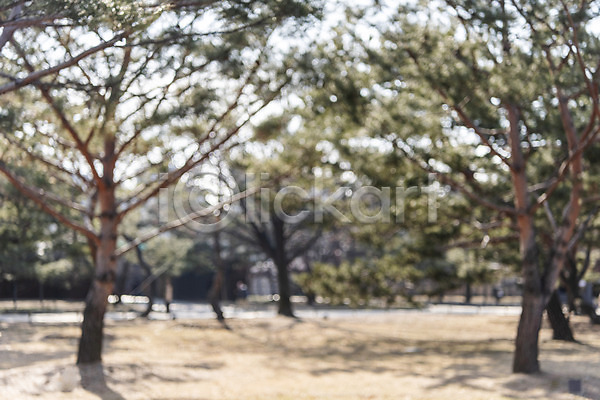 사람없음 JPG 아웃포커스 포토 경복궁 공원 관광지 나무 도시풍경 소나무 숲 야외 종로 주간 풍경(경치)