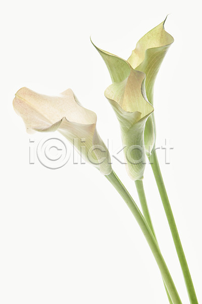사람없음 JPG 근접촬영 포토 꽃 스튜디오촬영 실내 싱그러움 오브젝트 카라 흰배경 흰색