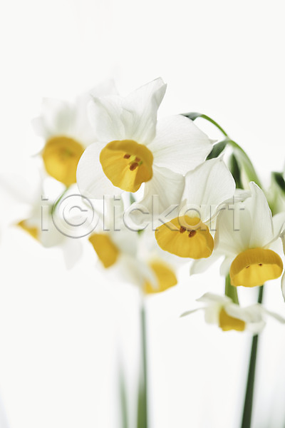 사람없음 JPG 근접촬영 포토 꽃 수선화 스튜디오촬영 실내 싱그러움 오브젝트 흰배경 흰색