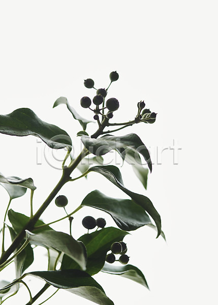 사람없음 JPG 근접촬영 포토 남부하이부시 블루베리 스튜디오촬영 실내 싱그러움 오브젝트 흰배경 흰색