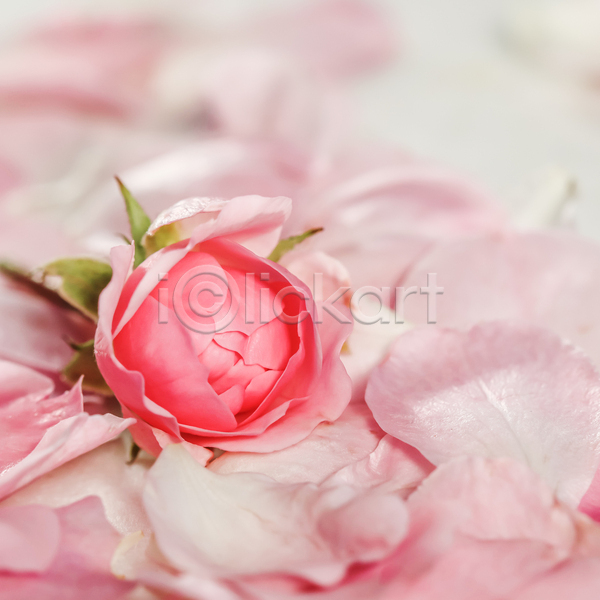 사람없음 JPG 아웃포커스 포토 해외이미지 꽃잎 분홍색 장미