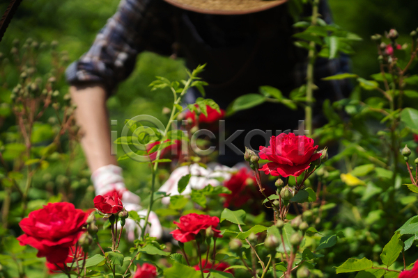 성인 성인여자한명만 여자 한명 JPG 포토 해외이미지 꽃 농부 빨간색 상반신 야외 잎 자연 장미