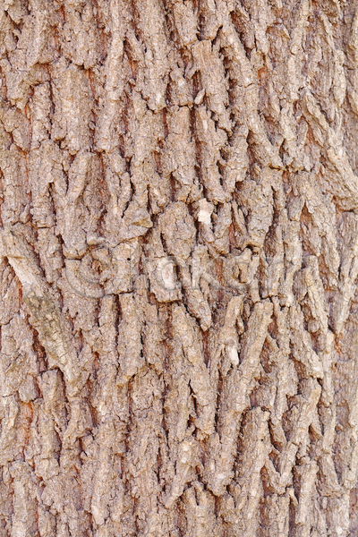 사람없음 JPG 포토 해외이미지 갈색 거친 공원 나무 나무껍질 날씨 내추럴 목재 묘사 백그라운드 벽지 수목 수확 숲 식물 야외 옛날 자연 질감 추상 패턴 표면 환경