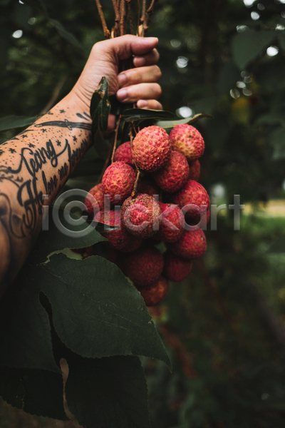 사람없음 JPG 포토 하이앵글 해외이미지 가로 과일 그룹 바구니 빨간색 잎 자연 컬러풀 탁자