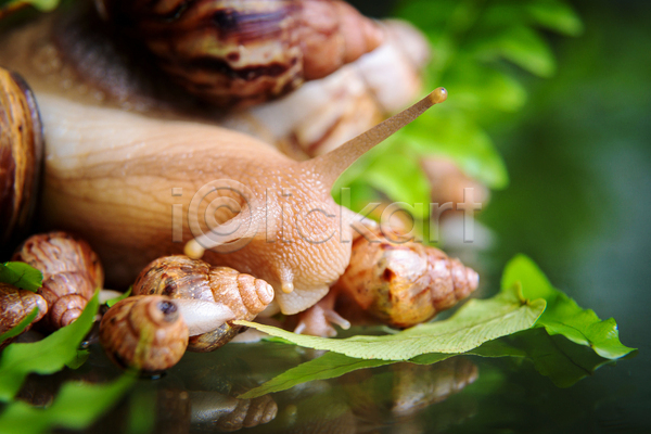 사람없음 JPG 근접촬영 아웃포커스 포토 해외이미지 달팽이(동물) 새끼 야외 여러마리 작음 주간 큼 풀(식물)
