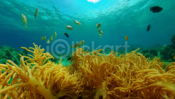 사람없음 JPG 포토 해외이미지 바다 바닷속 산호 수중 수중사진 어류 자연 풍경(경치)