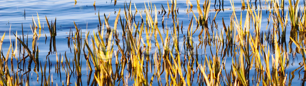 성장 사람없음 JPG 포토 해외이미지 갈색 강 계절 그림자 내추럴 노란색 디자인 맑음 물 물결 반사 백그라운드 봄 빛 식물 야외 연못 일몰 자연 저녁 초록색 태양 파도 파란색 해외포토 햇빛 호수 환경