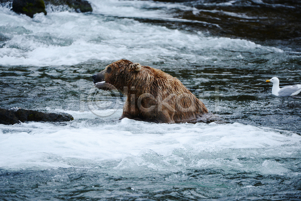 사람없음 JPG 포토 해외이미지 강 곰 야생동물 야외 젖음 조류 주간 한마리