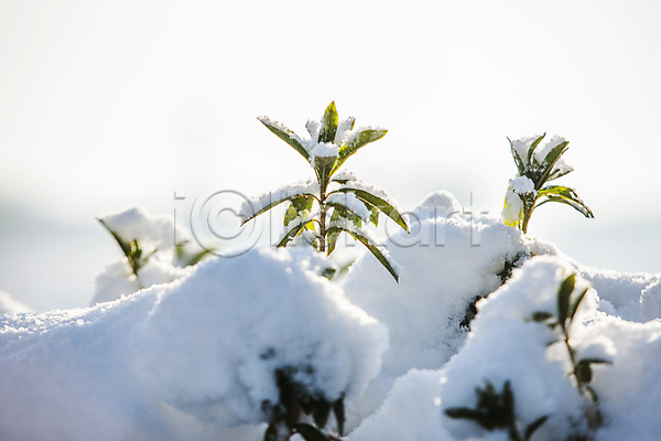 사람없음 JPG 근접촬영 포토 겨울 겨울풍경 나뭇잎 눈(날씨) 눈덮임 신안 야외 전라남도 주간