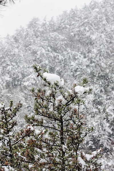 사람없음 JPG 포토 겨울 겨울풍경 눈(날씨) 눈내림 산 소나무 신안 야외 전라남도 주간
