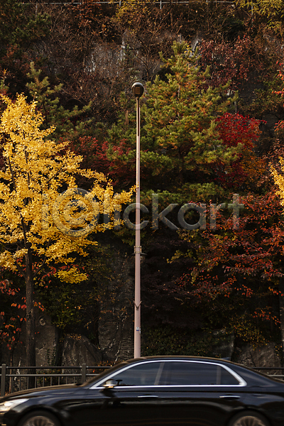 사람없음 JPG 포토 가로등 가을(계절) 낙엽 단풍 단풍나무 드라이브 숲 안양 알록달록 야외 자동차 풍경(경치)