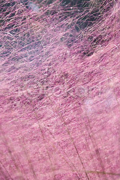사람없음 JPG 근접촬영 포토 가을(계절) 가을풍경 경기도 야외 여러해살이풀 의왕 자연 주간 핑크뮬리