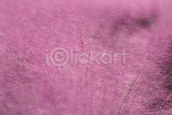 사람없음 JPG 포토 가득함 가을(계절) 가을풍경 경기도 분홍색 야외 여러해살이풀 의왕 자연 주간 핑크뮬리