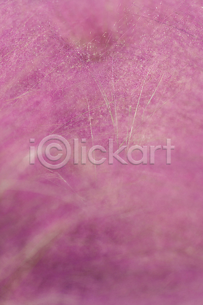 사람없음 JPG 소프트포커스 포토 가득함 가을(계절) 가을풍경 경기도 분홍색 야외 여러해살이풀 의왕 자연 주간 핑크뮬리