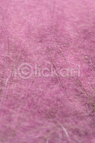 사람없음 JPG 포토 가득함 가을(계절) 가을풍경 경기도 분홍색 야외 여러해살이풀 의왕 자연 주간 핑크뮬리